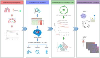 Integrated analysis of single-cell RNA-seq and chipset data unravels PANoptosis-related genes in sepsis